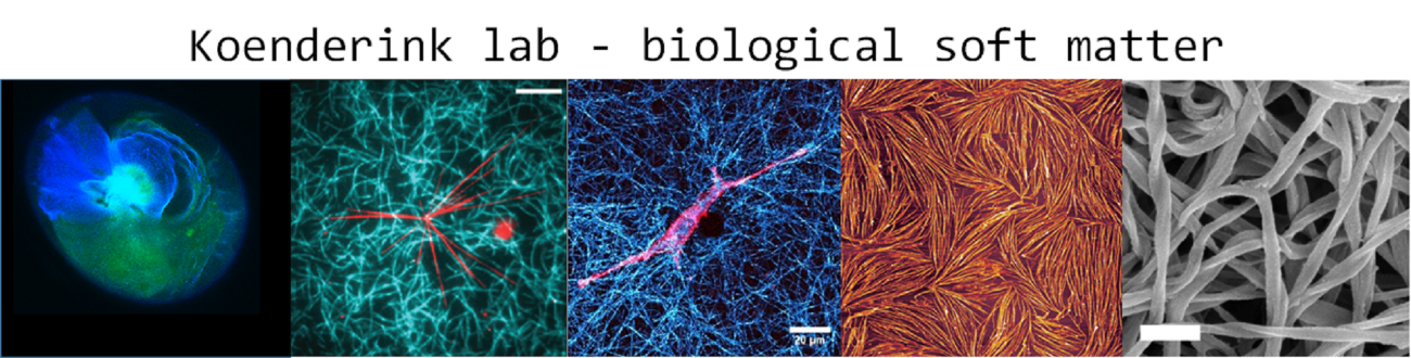 Koenderink lab